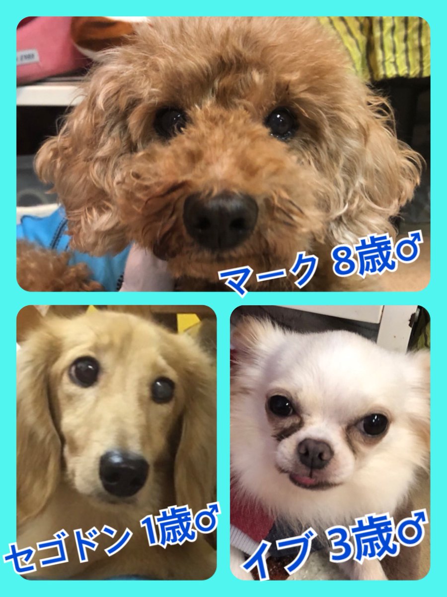 🐾今日の里親様募集中ワンコ🐶メンバーです🐾2019,10,13